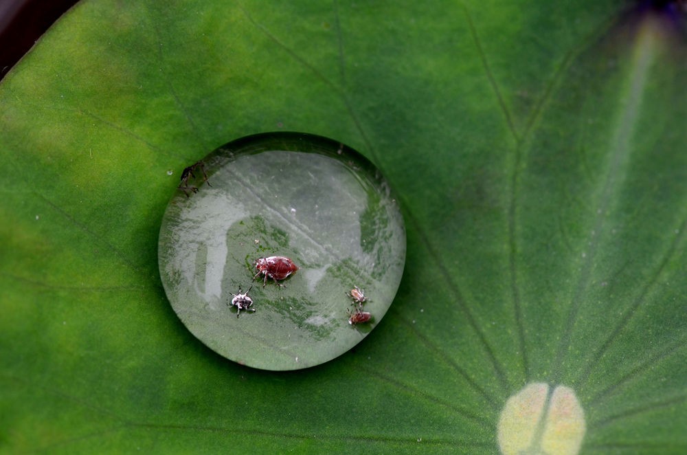 水珠里的昆虫
