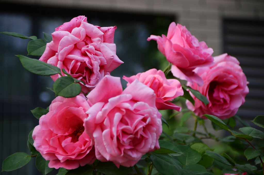 DSC_9962副本.jpg