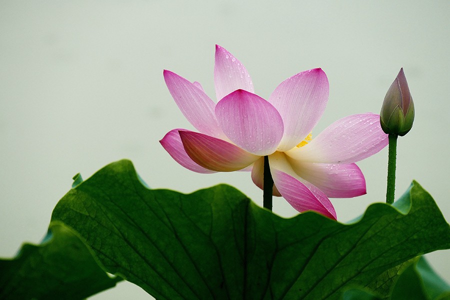 L9180746_副本压.jpg