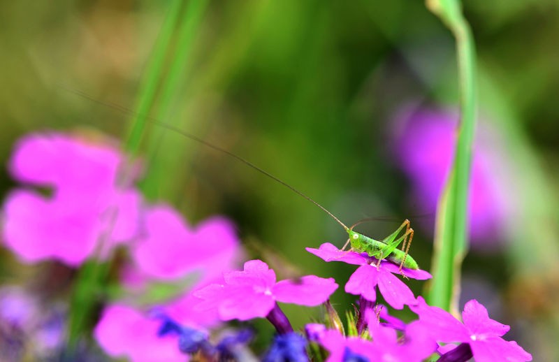 绿色小精灵--螽斯