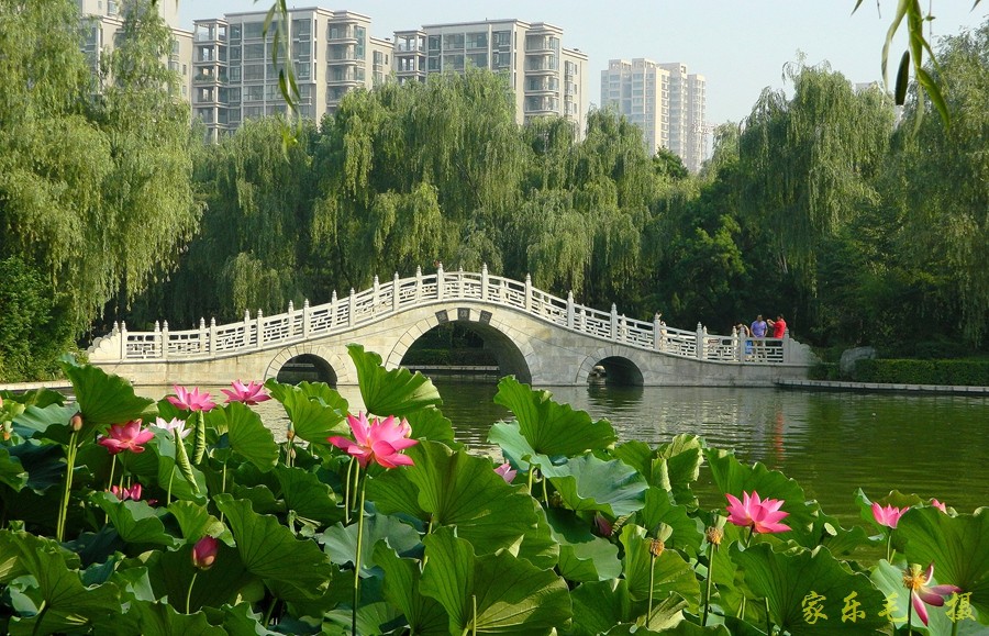 丰庆公园荷花美 (1).jpg