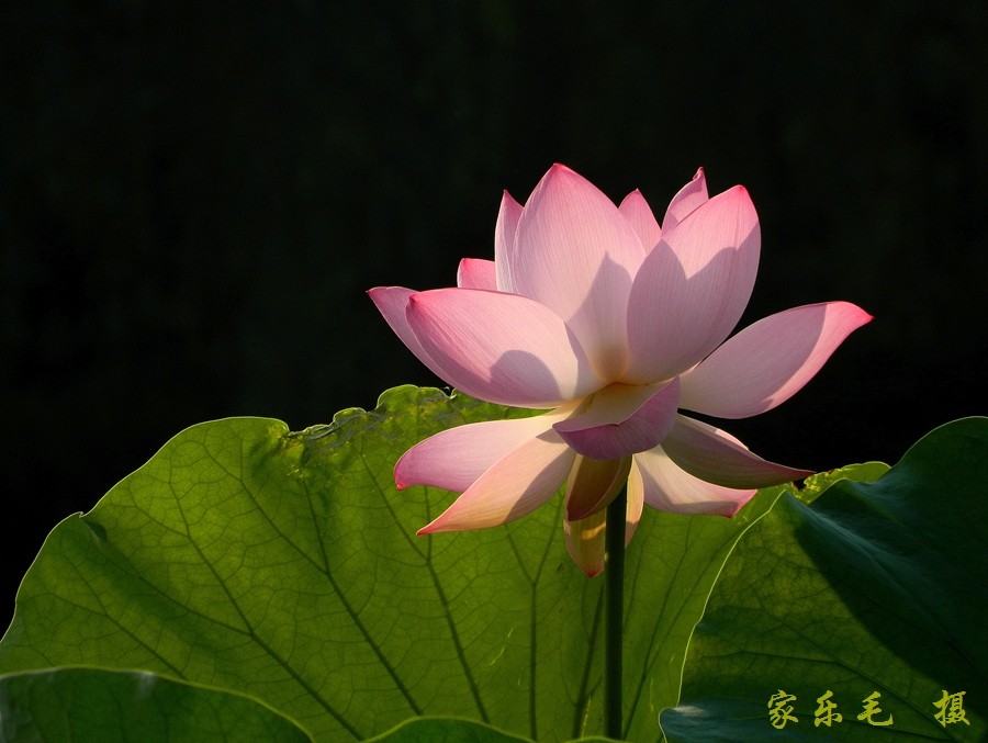 丰庆公园荷花美 (7).jpg