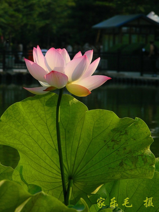 丰庆公园荷花美 (9).jpg