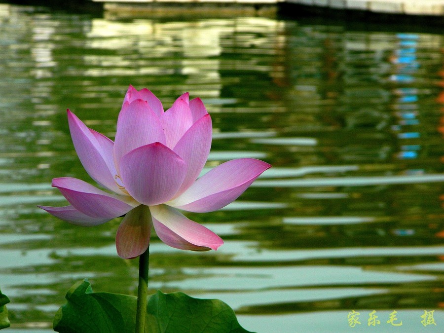 丰庆公园荷花美 (16).jpg