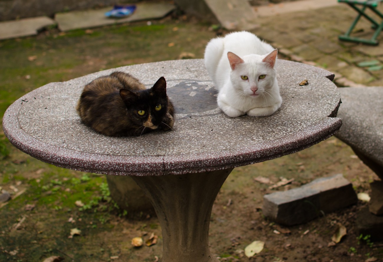 psb.jpg