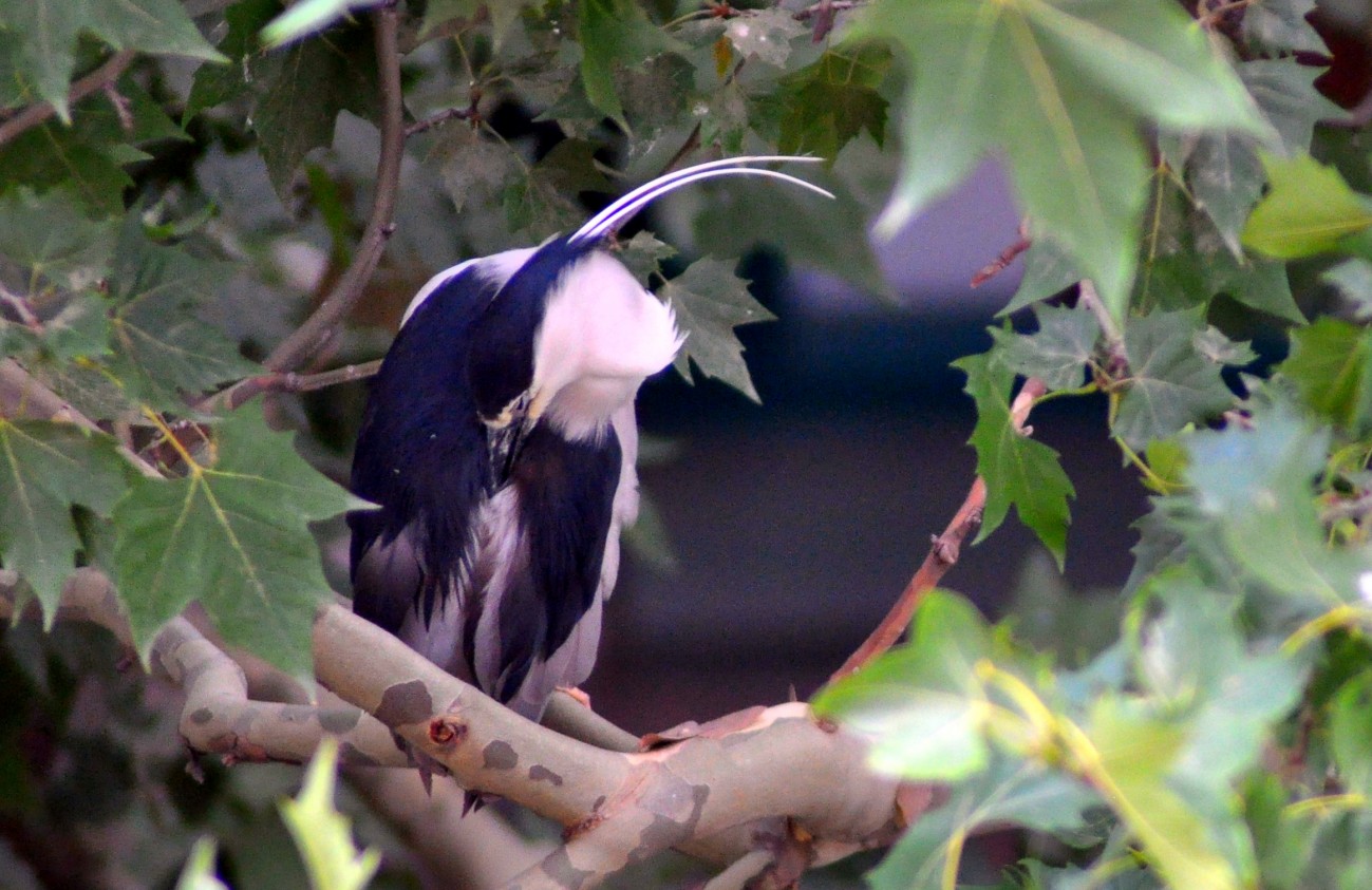 DSC_0198.JPG