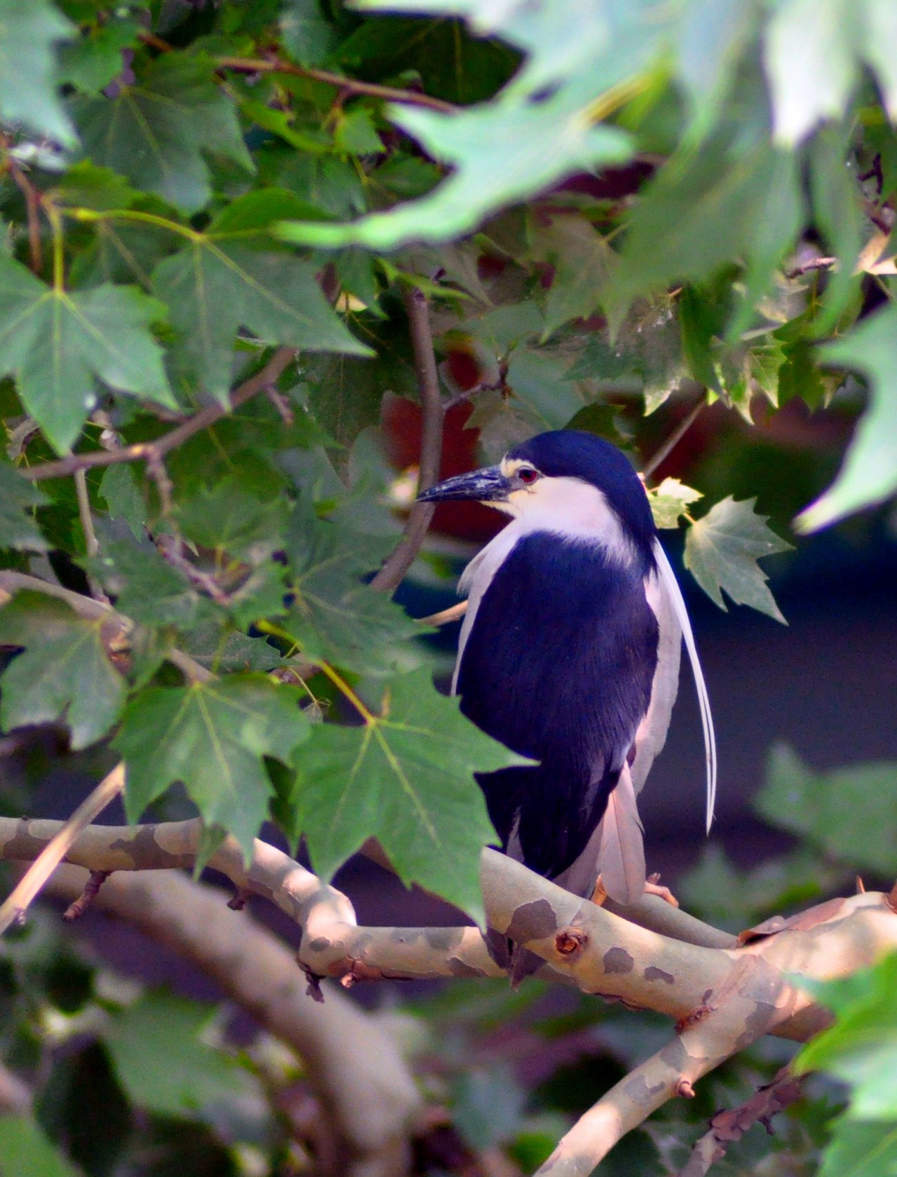 DSC_0253.JPG