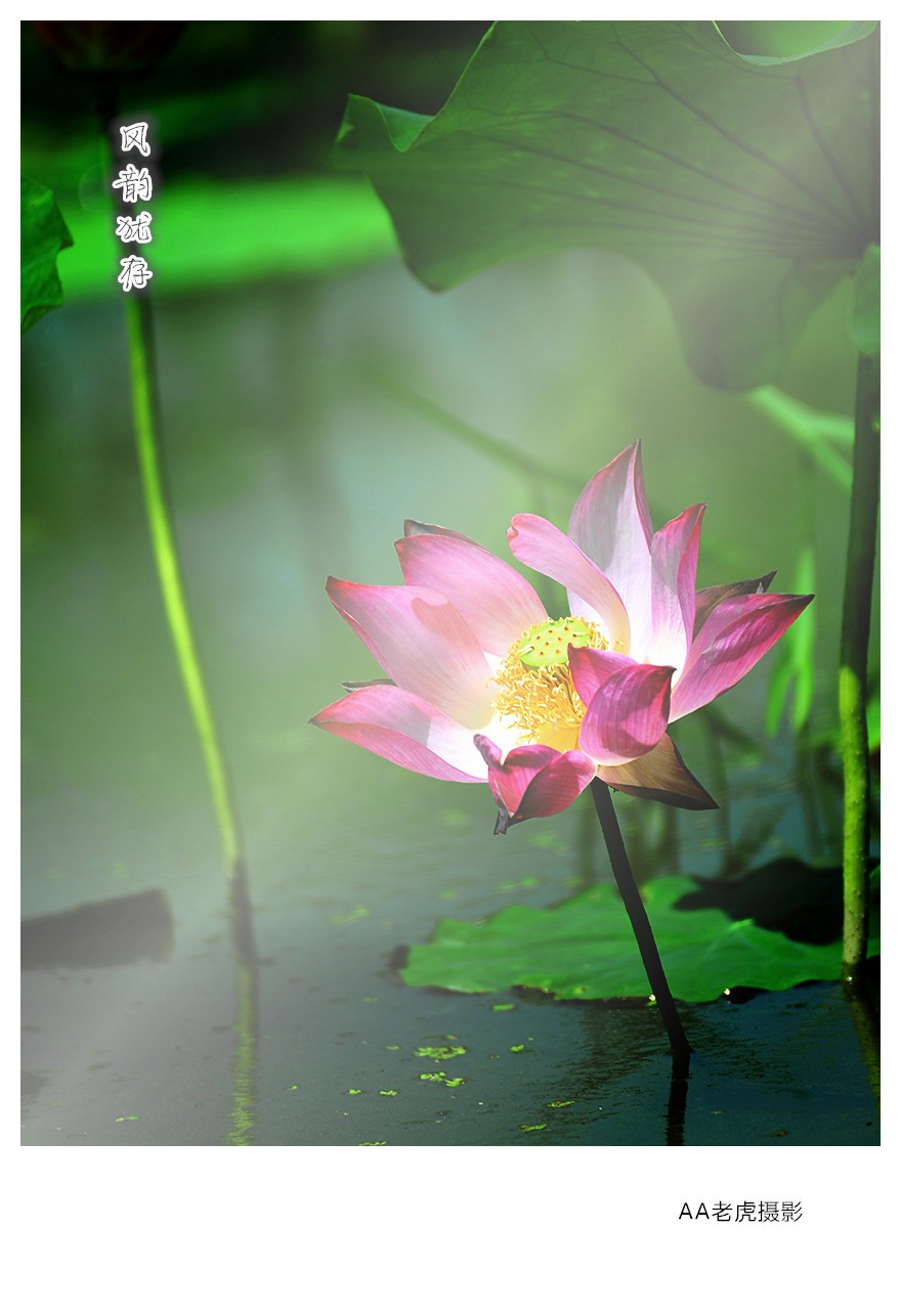 DSC_3951_副本.jpg