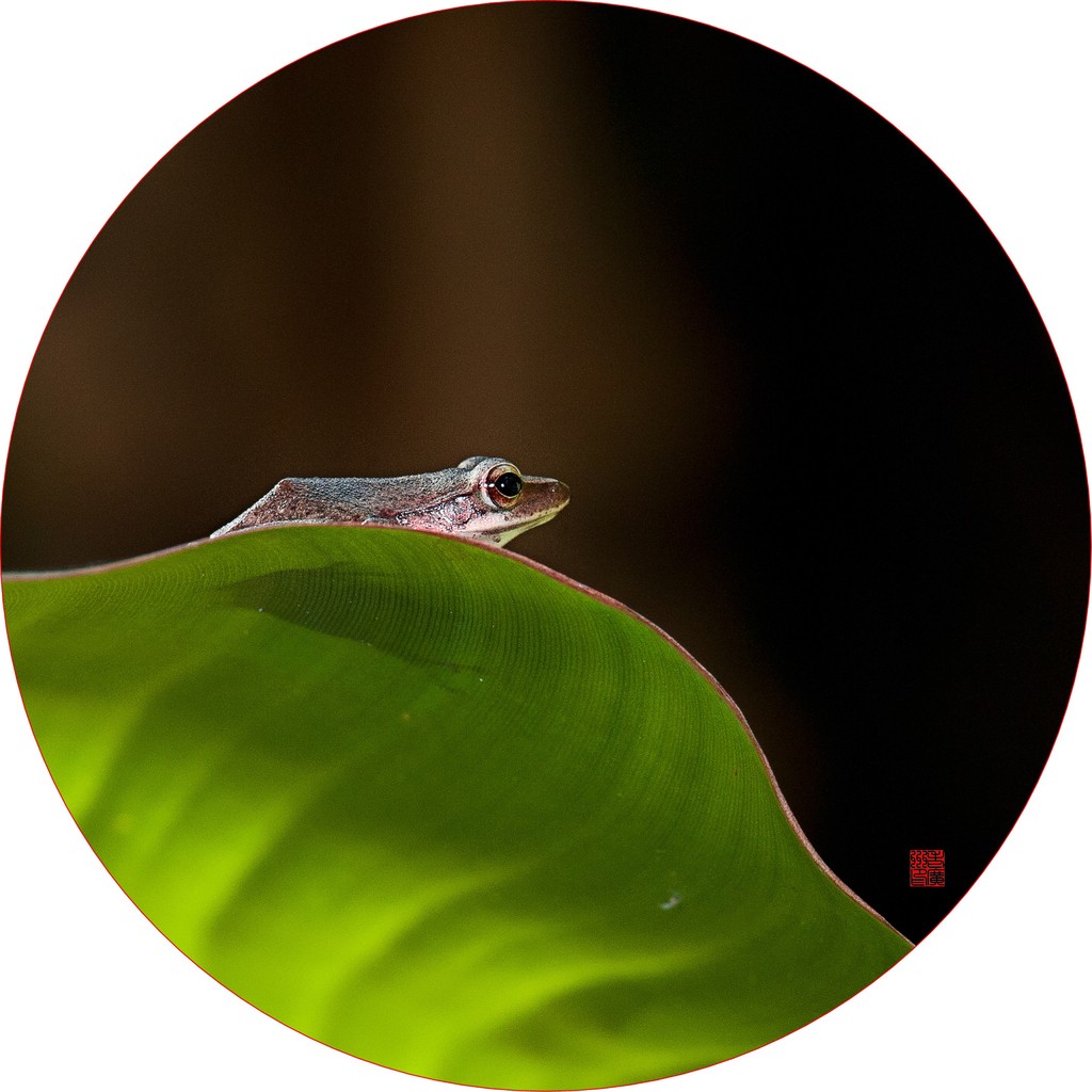 史上最高海拔，最高投入婚礼巨制。哈苏 布朗一线团队，藏区大片创作花絮。@星岚摄影社.jpg