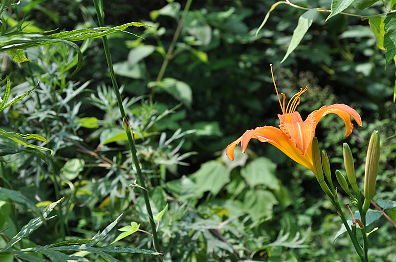 DSC_0045_副本.jpg