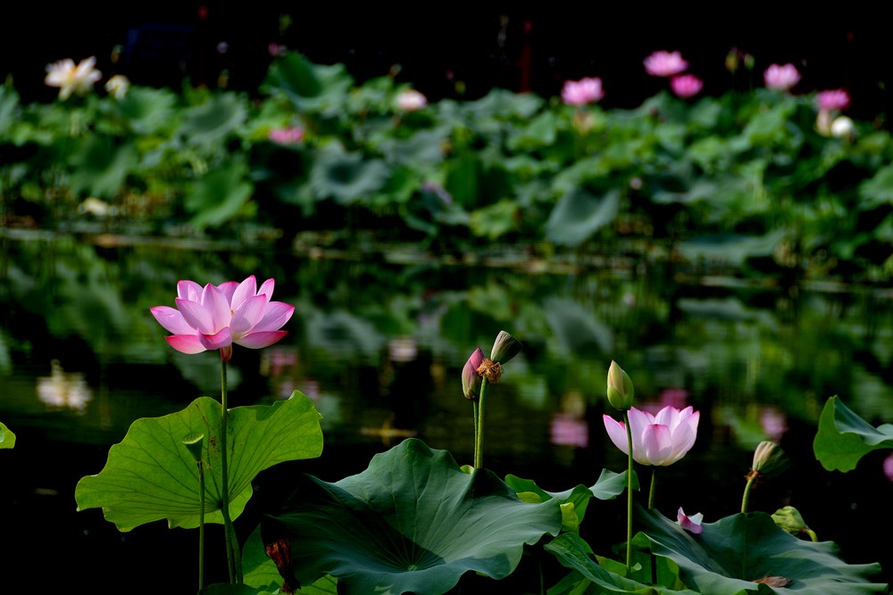 夏 荷 (8).jpg