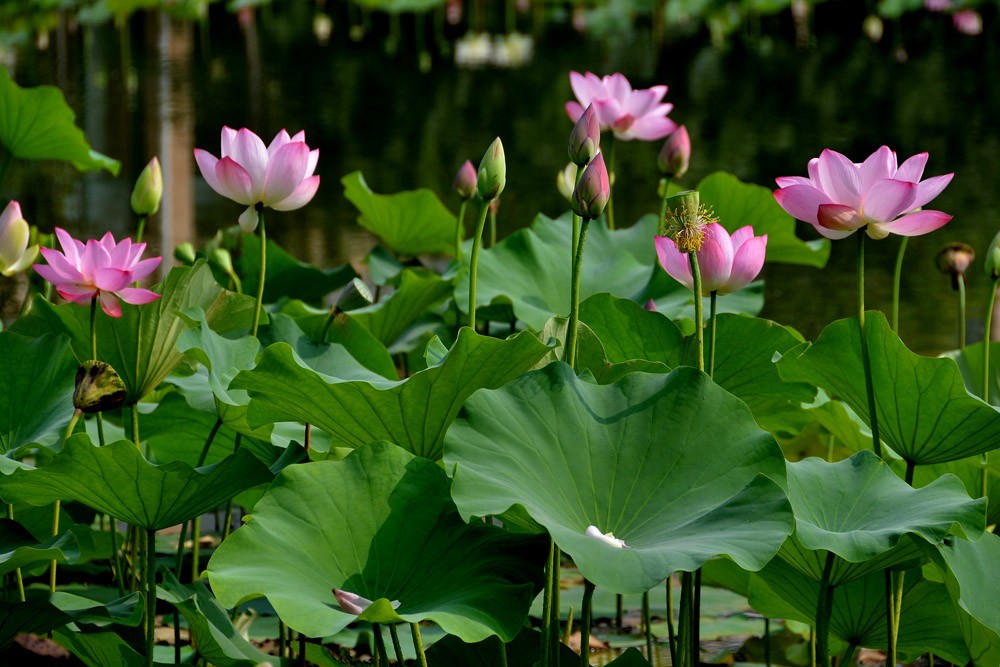 夏 荷 (14).jpg