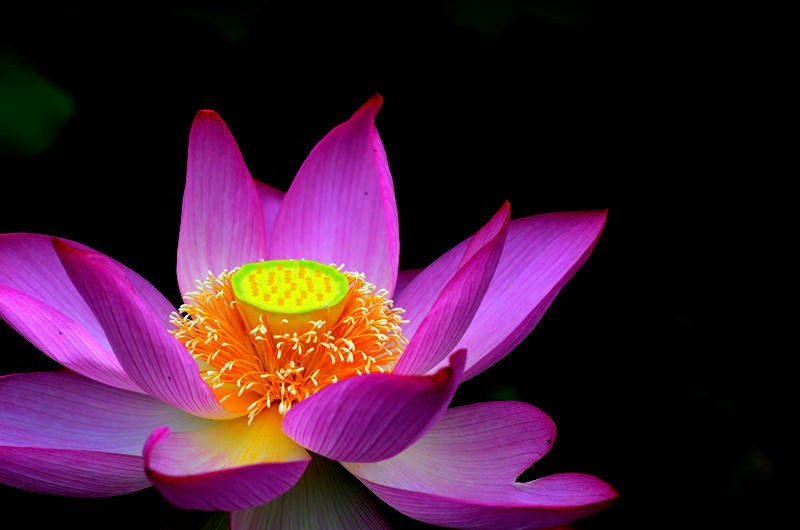 清风拂来荷花香