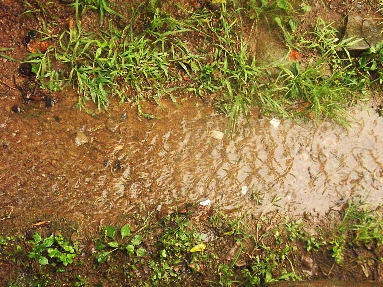 SDC12473.JPG