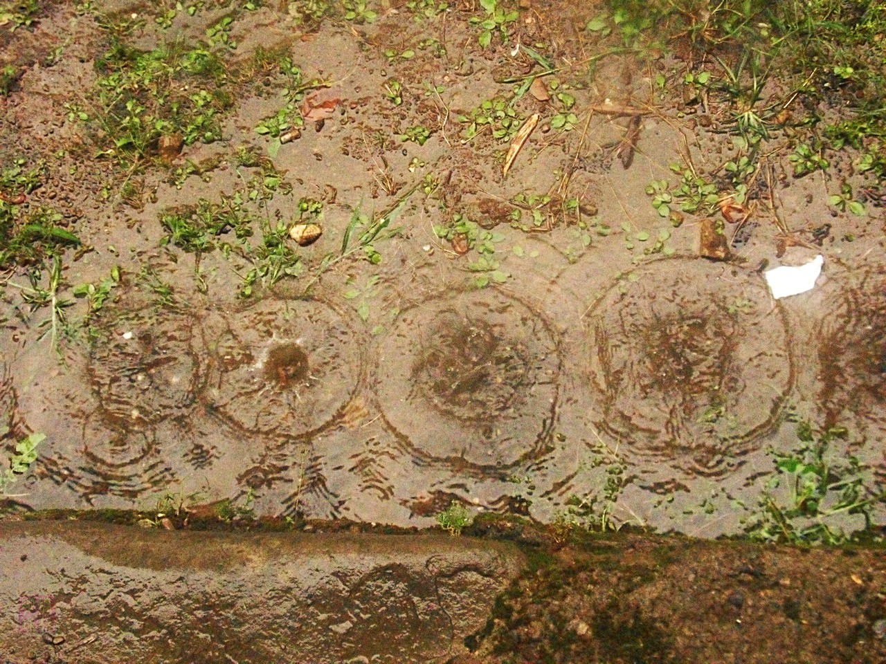 SDC12475.JPG