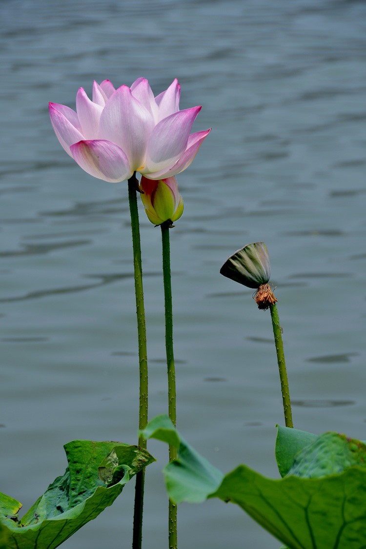 亭亭玉立 (3).jpg