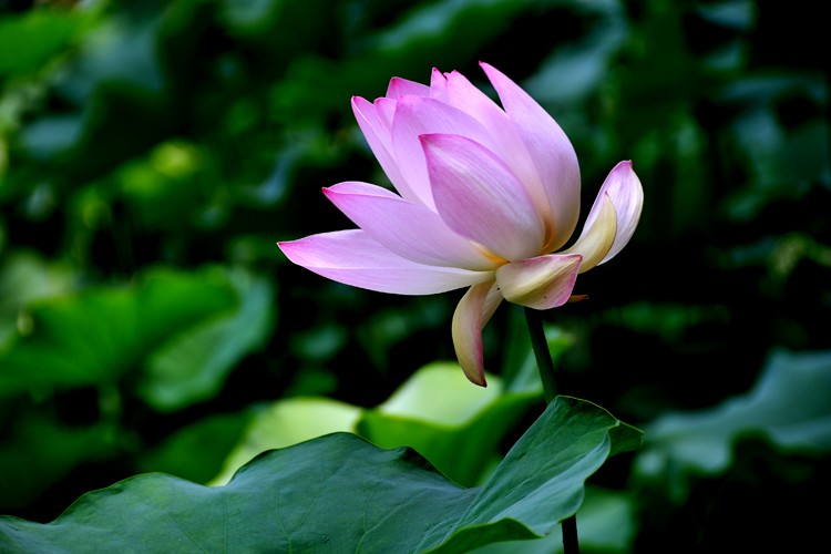 亭亭玉立 (12).jpg