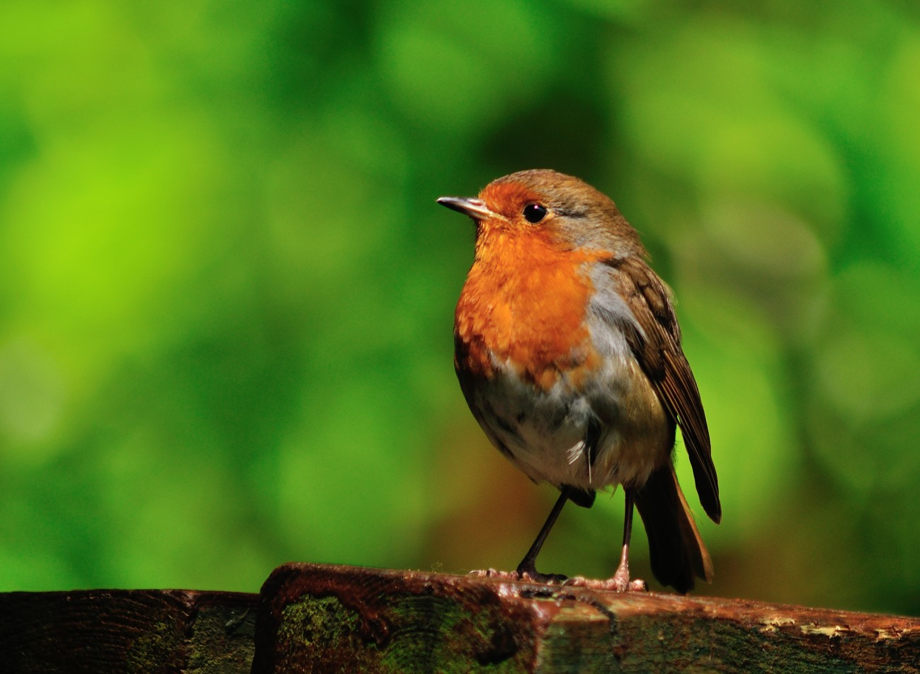 @Valley of the Rocks, Lynton