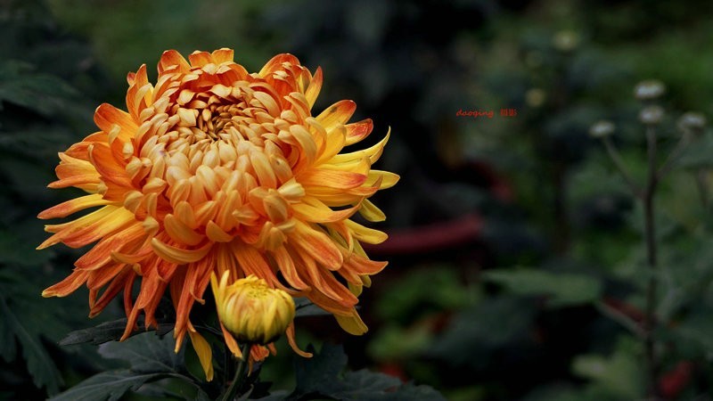 DSC00427_副本vv臻品2.JPG