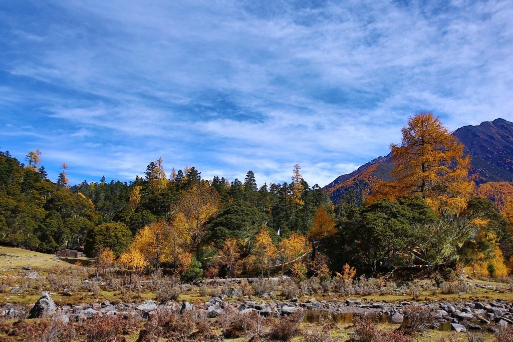 《这里是金秋》