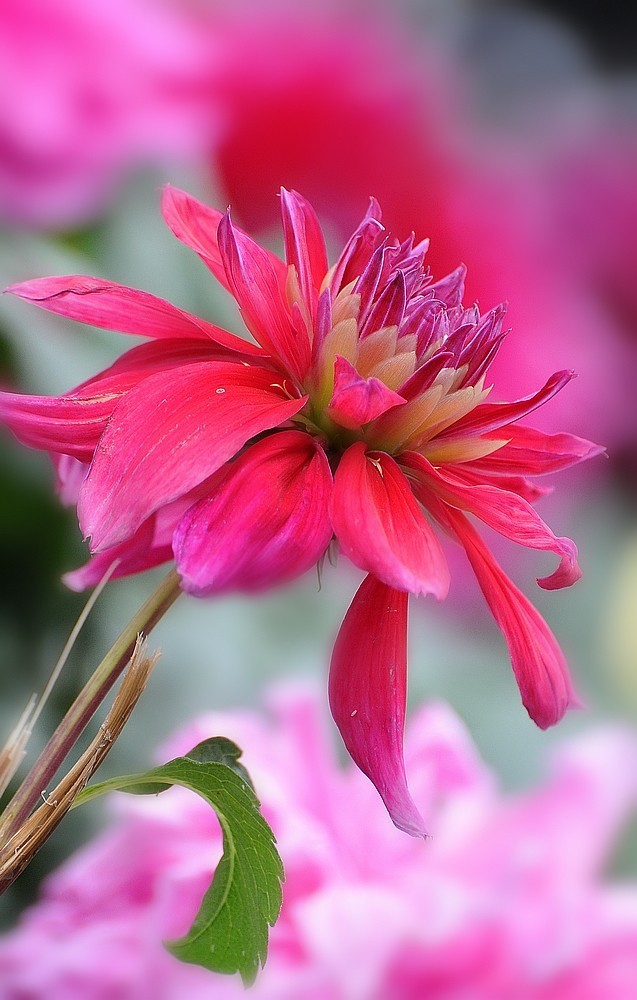 DSC_3117.jpg