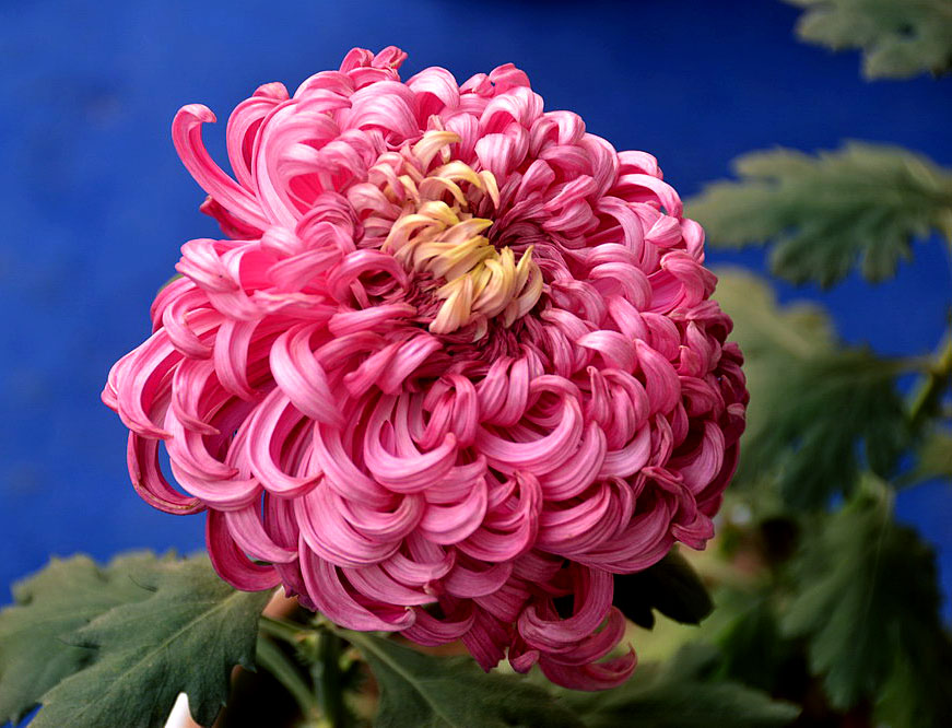 菊花展 (3).JPG
