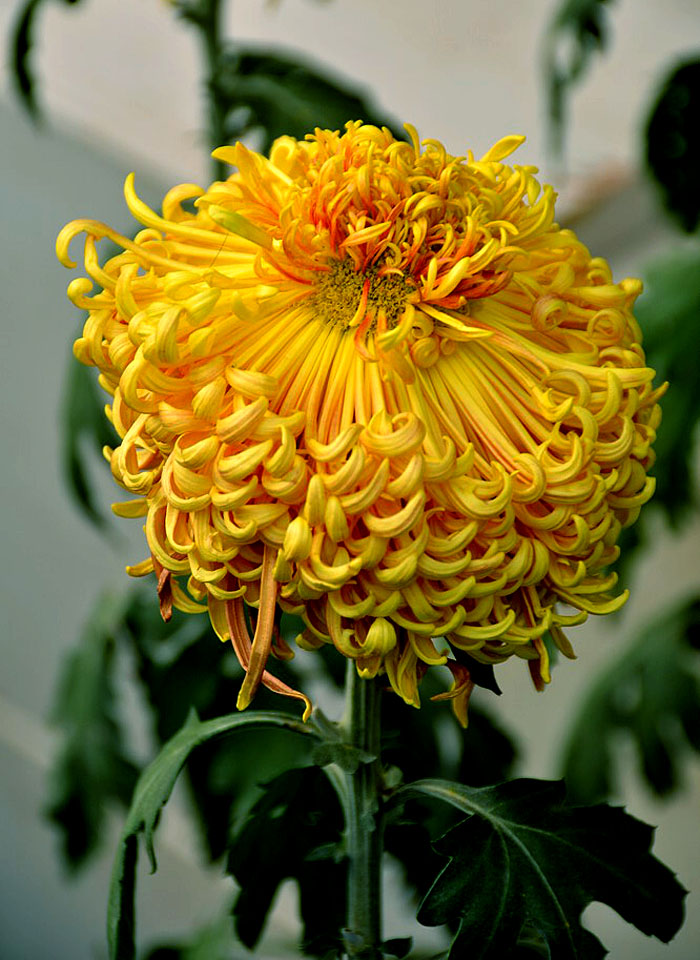 菊花展 (9).JPG