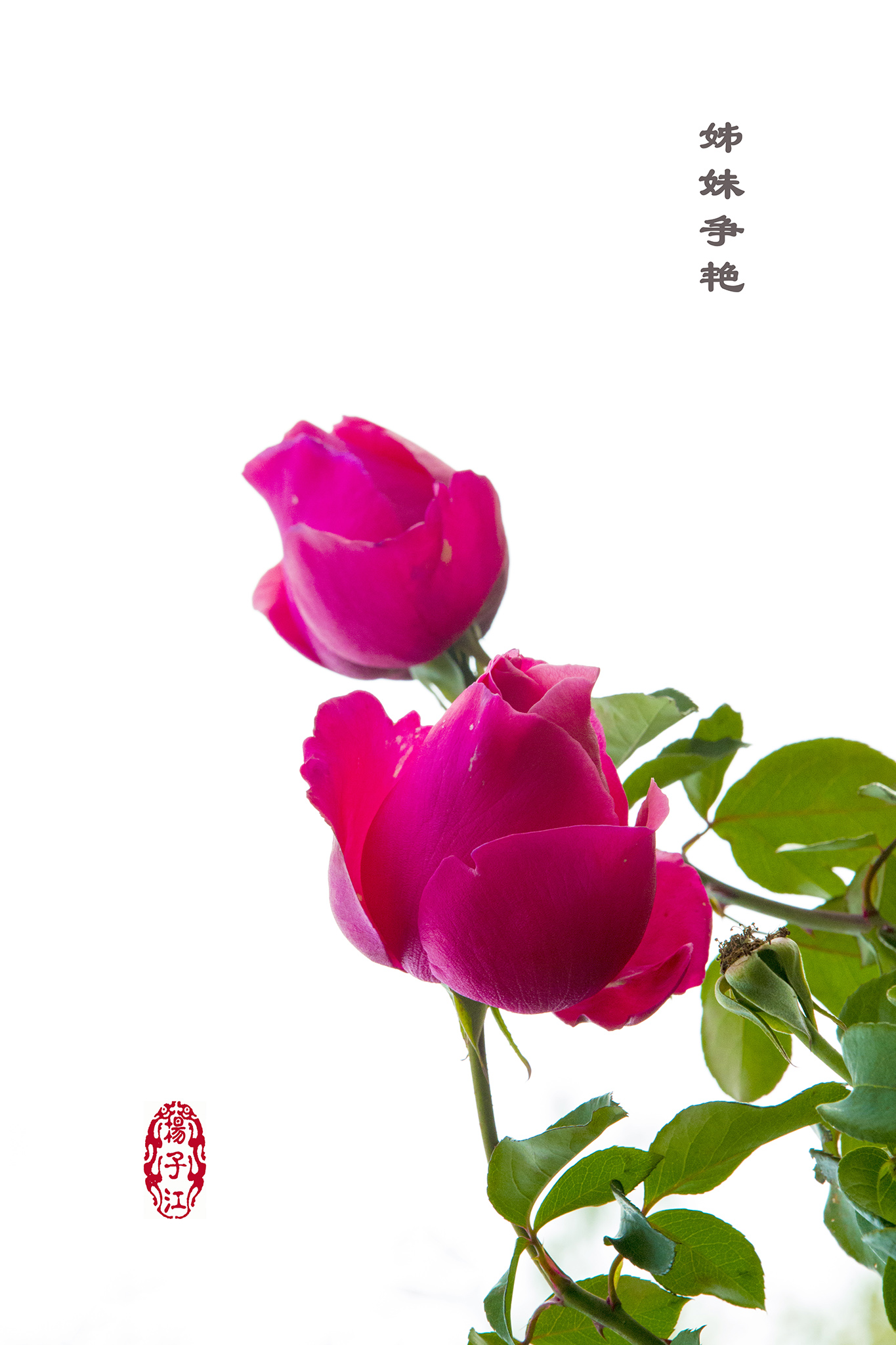 AR4A8160 拷贝8M.jpg