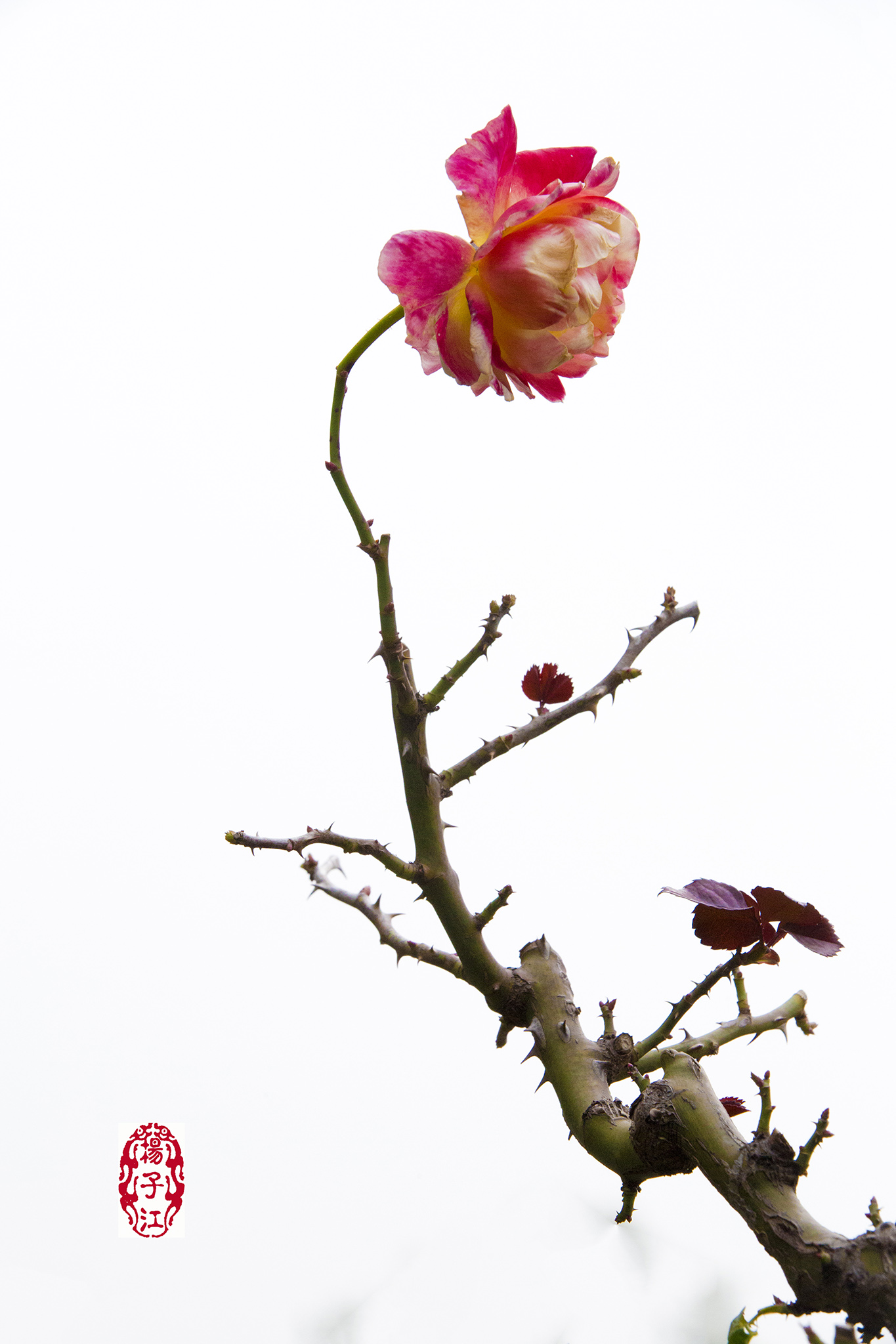 AR4A8183 拷贝8M.jpg