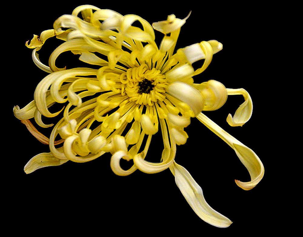 菊花展 (23).JPG