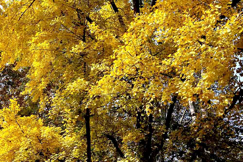 公园秋色 (1).JPG