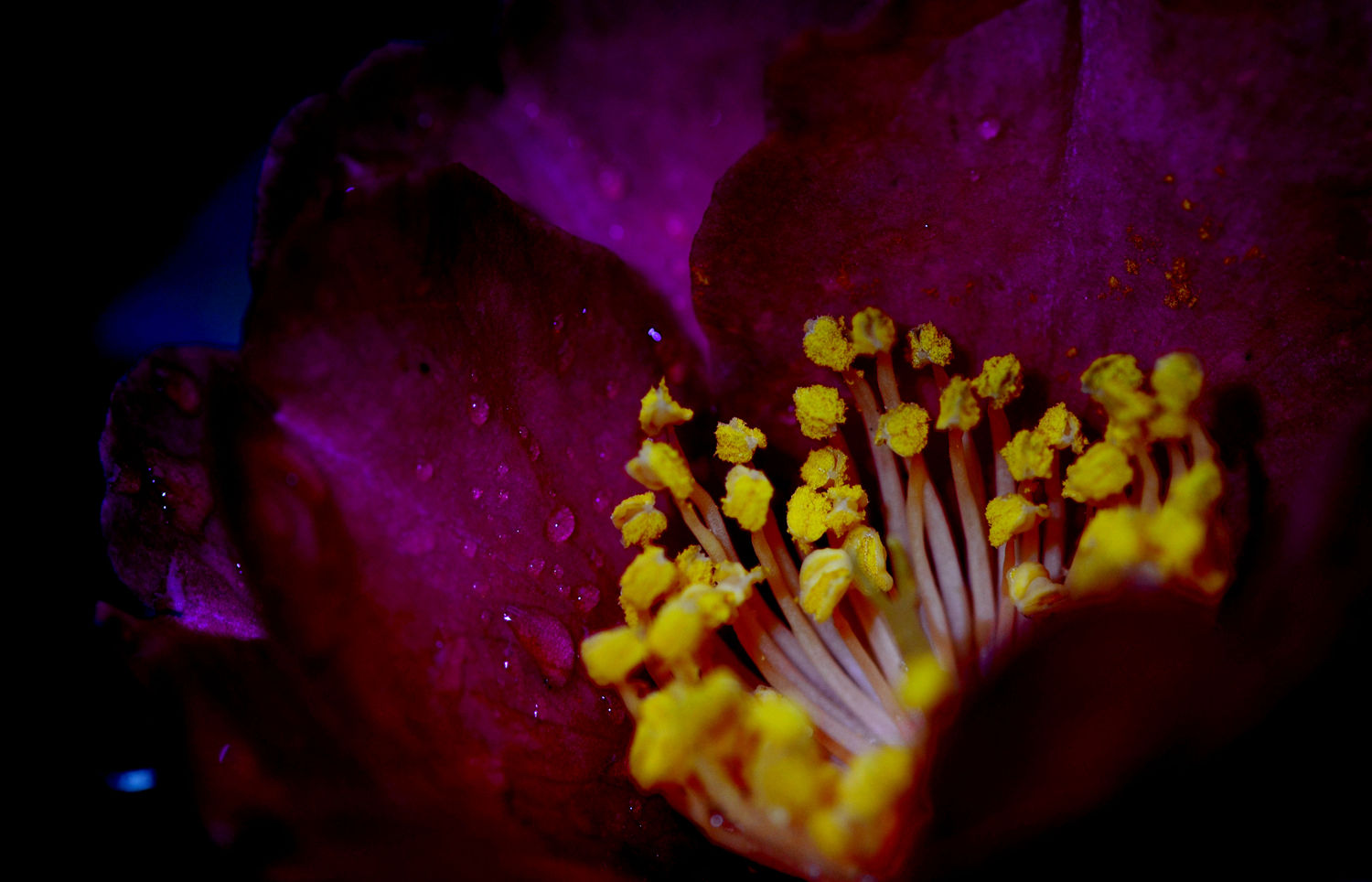 雨后茶梅也芬芳