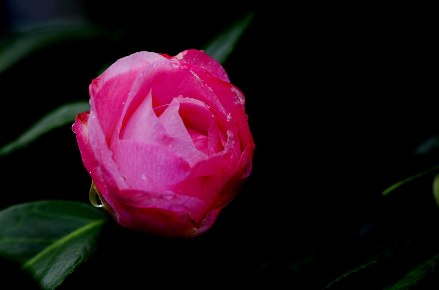 雨后月季更秀丽