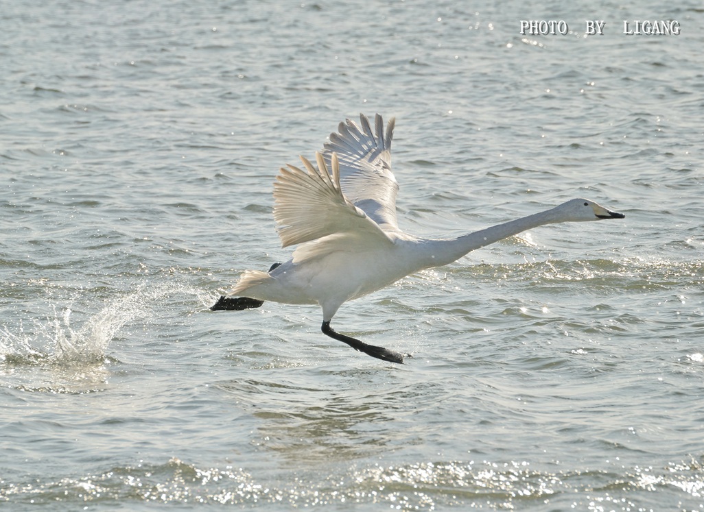 DSC_8010.1_副本.jpg