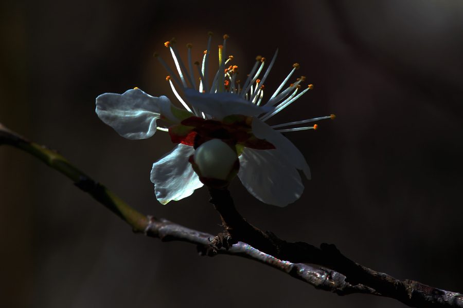 G_4925.jpg