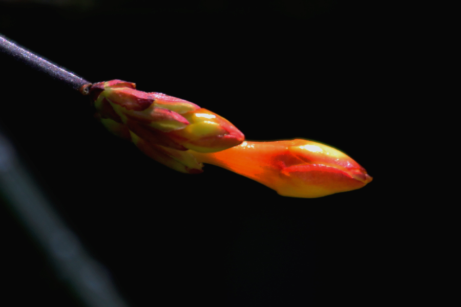 5136.jpg