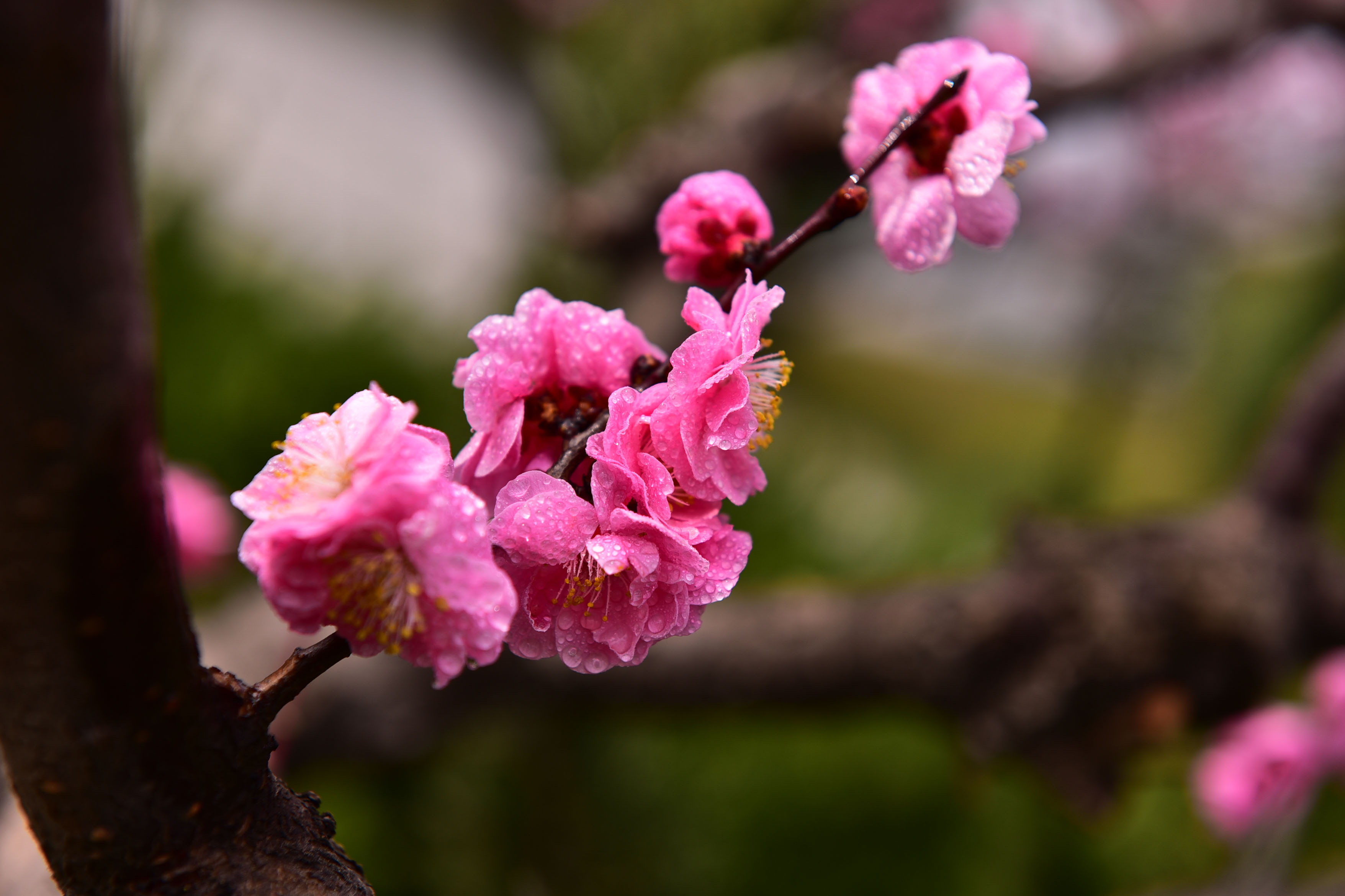 DSC_9154副本.jpg