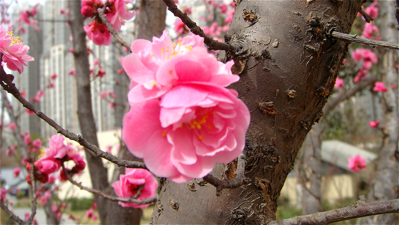 DSC06426_meitu_48.jpg
