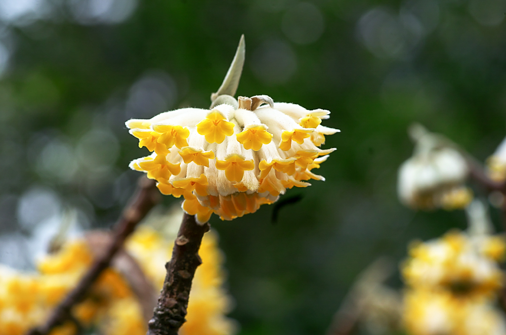 20160308-YBSP0182.jpg