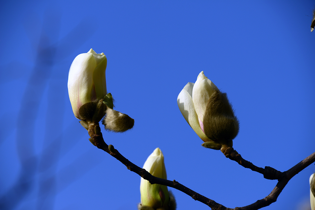 DSC_8013.JPG