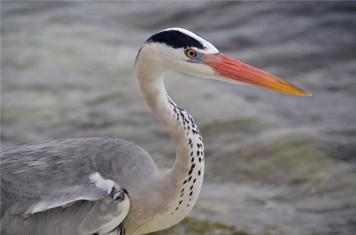 DSC_2854.jpg