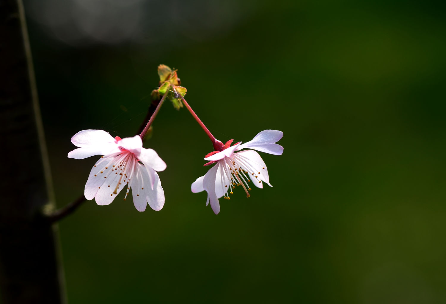 樱桃花开山雨红