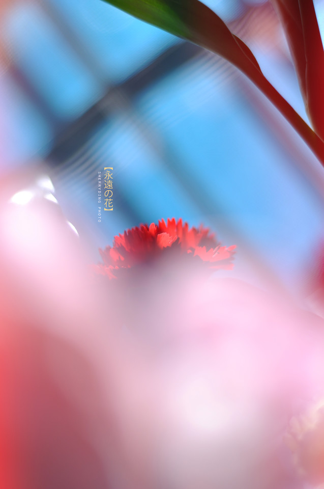 6597998853982768480 - 副本.jpg