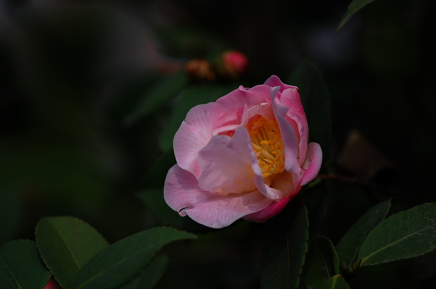20160325_IMGP004IMGP.jpg