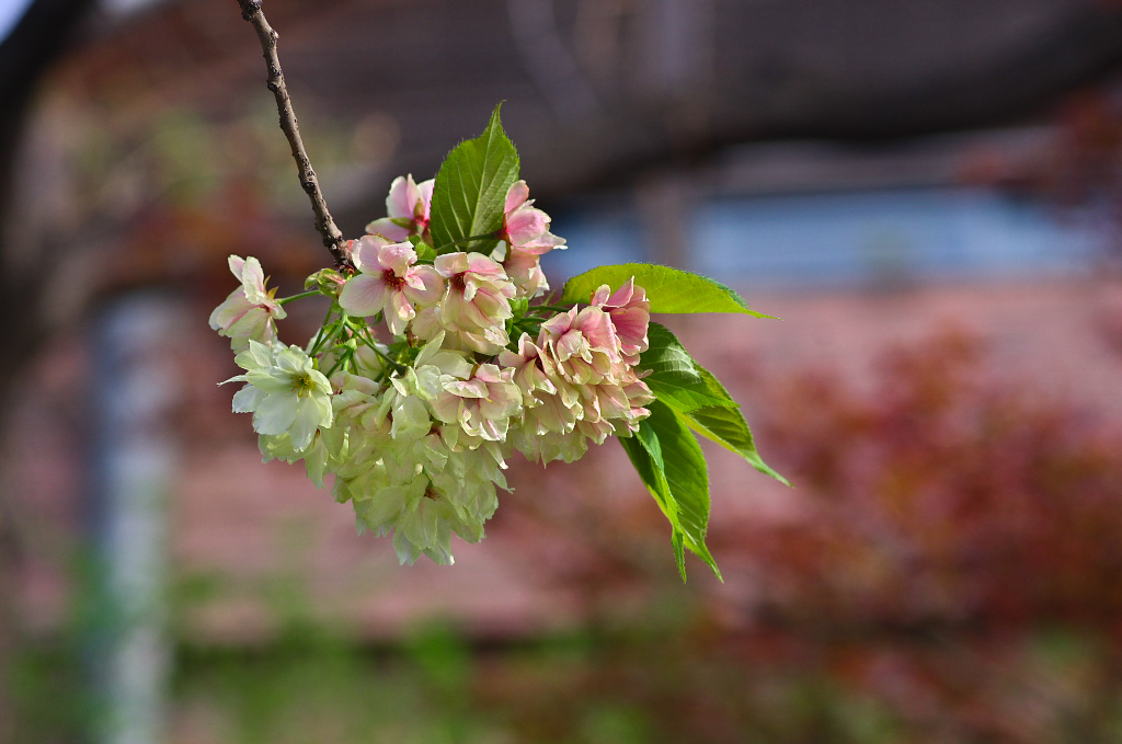 20160401-20160401_IMGP014IMGP.jpg