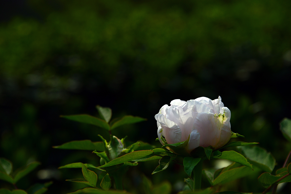 DSC_0442.JPG