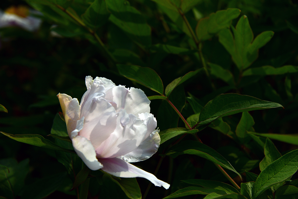 DSC_0516.JPG