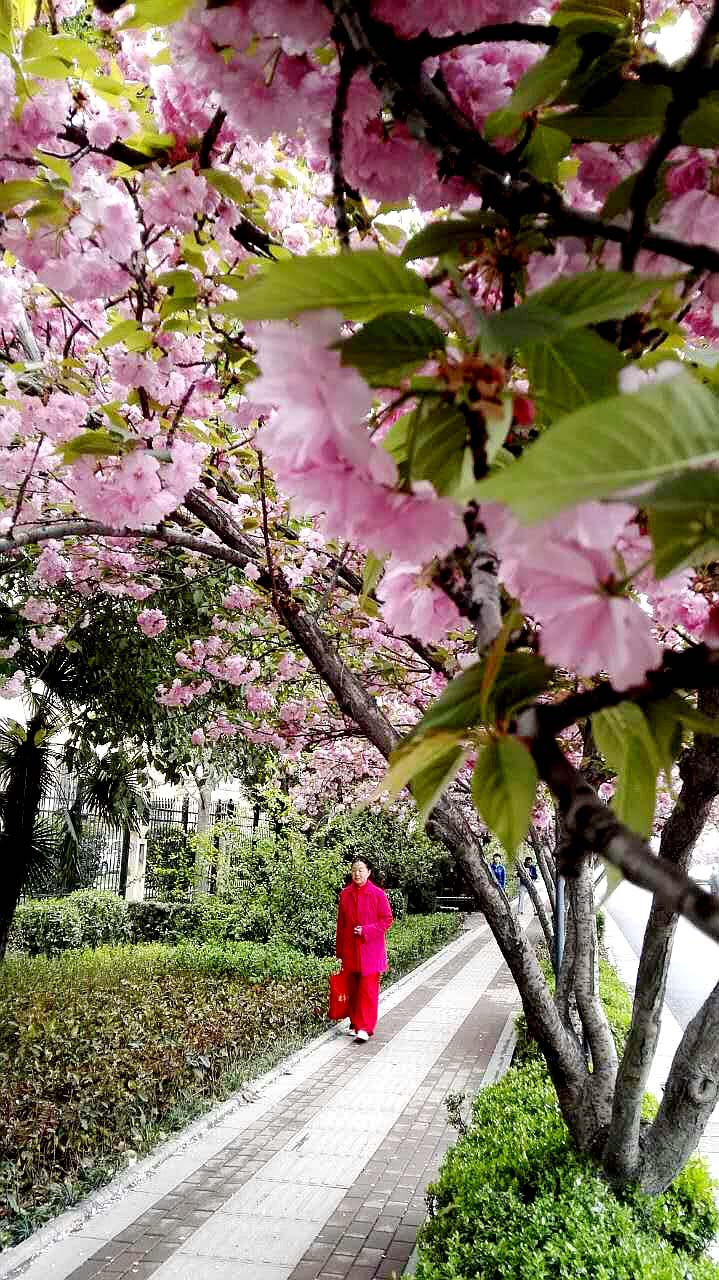 樱花2_副本压.jpg