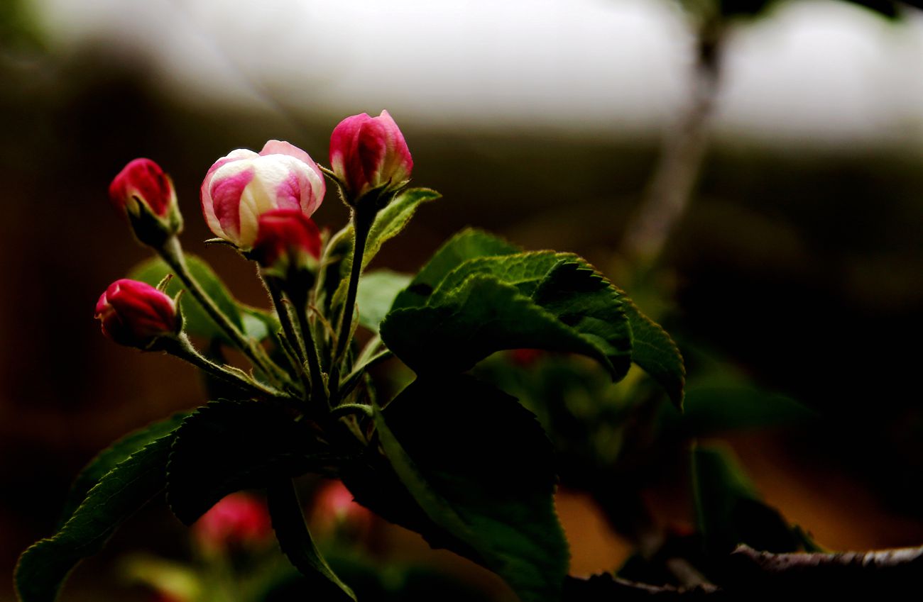 IMG_5525_副本.jpg