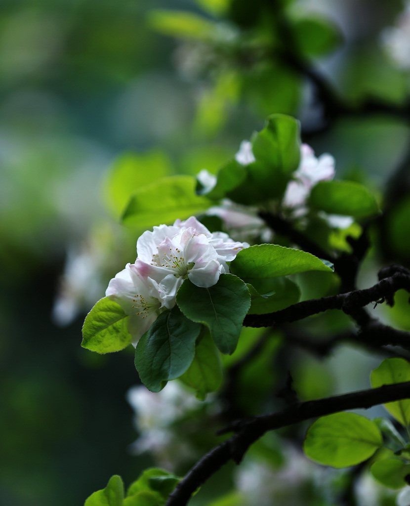 A《苹果花》.jpg